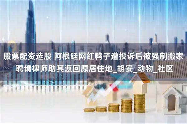 股票配资选股 阿根廷网红鸭子遭投诉后被强制搬家 聘请律师助其返回原居住地_胡安_动物_社区