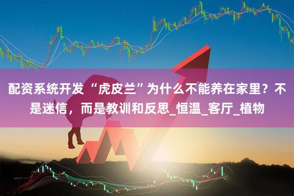 配资系统开发 “虎皮兰”为什么不能养在家里？不是迷信，而是教训和反思_恒温_客厅_植物