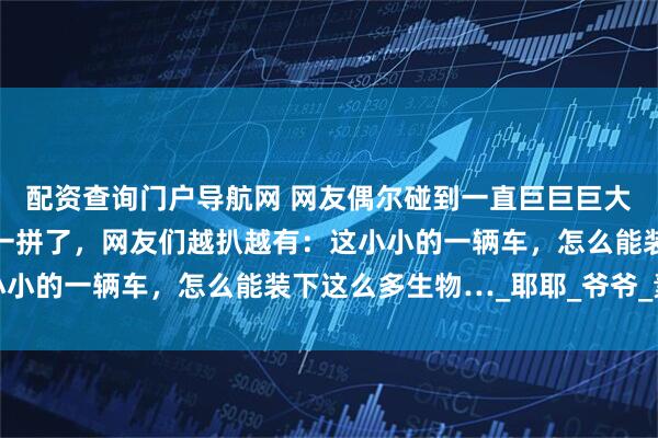 配资查询门户导航网 网友偶尔碰到一直巨巨巨大金毛，跟“金猪”有的一拼了，网友们越扒越有：这小小的一辆车，怎么能装下这么多生物…_耶耶_爷爷_素材